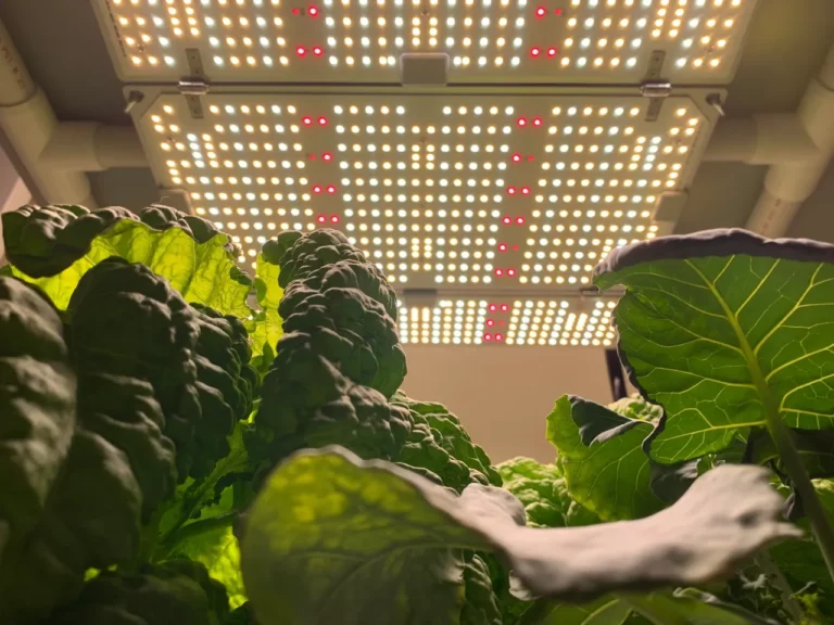 LED Grow Lights – The Beginners Guide